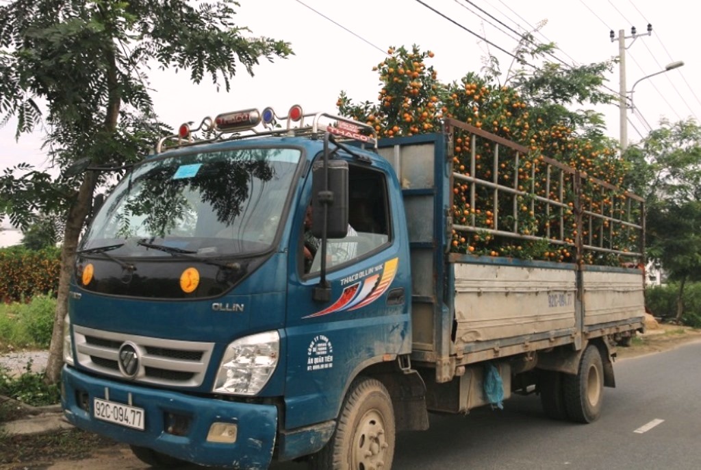 Hội An (Quảng Nam): Bội thu mùa quất Tết - Hình 2