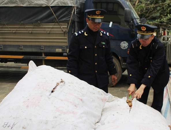 Hải quan Quảng Ninh: Bắt giữ 420 kg ba kích nhập lậu - Hình 1