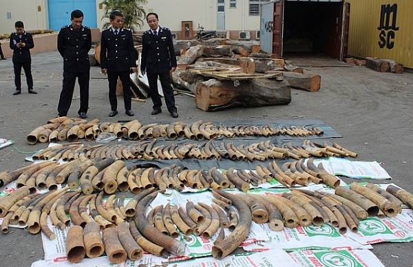 Hải quan Hải Phòng: Bắt giữ hàng tấn ngà voi, vảy tê tê nhập lậu