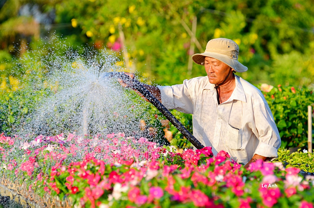 Rực rỡ sắc xuân tại làng hoa kiểng lớn nhất Nam Bộ - Hình 3