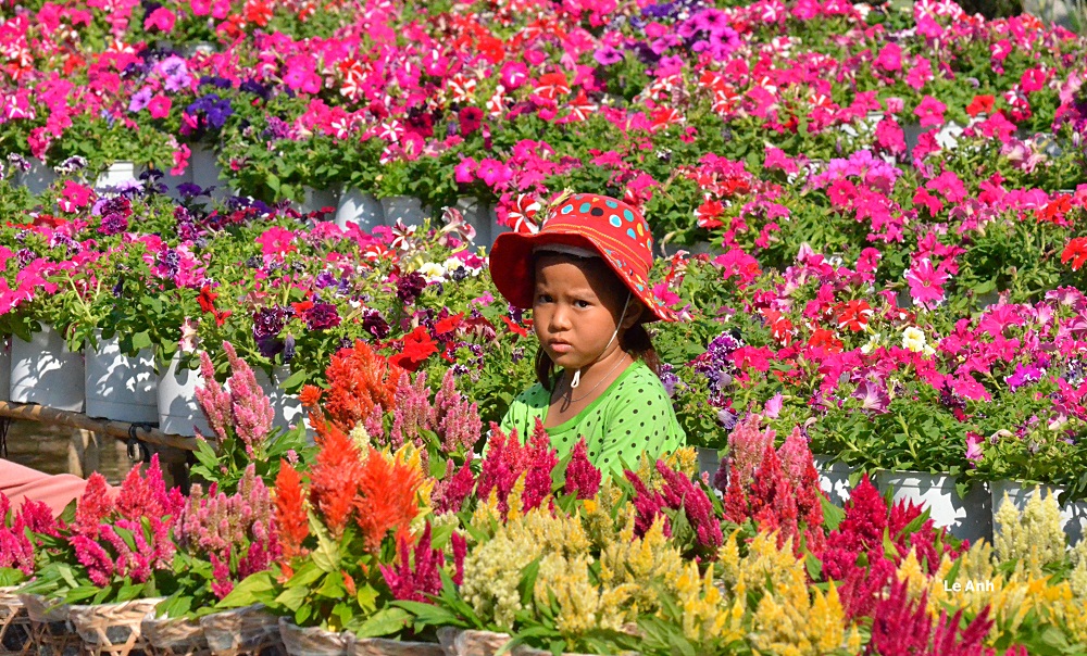Rực rỡ sắc xuân tại làng hoa kiểng lớn nhất Nam Bộ - Hình 5