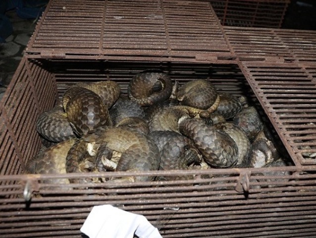 Cục Hải Quan Hà Tĩnh: Tăng cường chống buôn lậu dịp Tết Kỷ Hợi 2019
