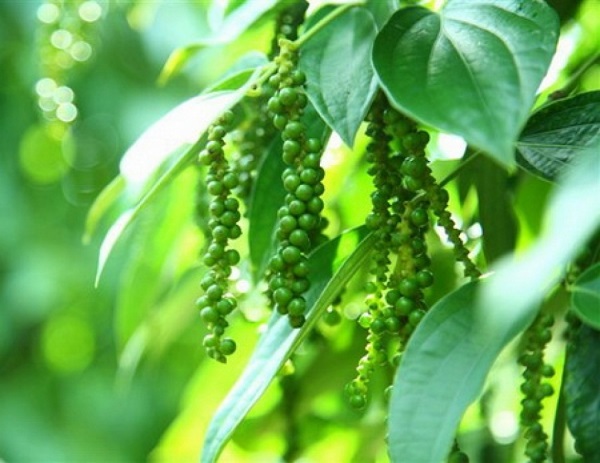 Giá nông sản ngày 31/1/2019: Giá cà phê, tiêu cùng giảm