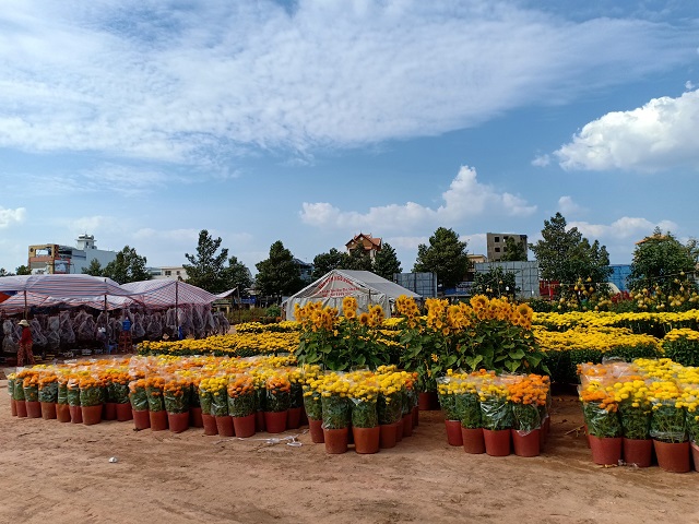 Sắc Xuân đã rộn ràng trên khắp mọi nẻo đường