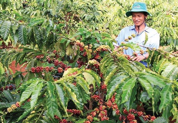 Giá nông sản ngày 1/2/2019: Cà phê tăng 500 đồng, giá tiêu tiếp tục đi ngang - Hình 1