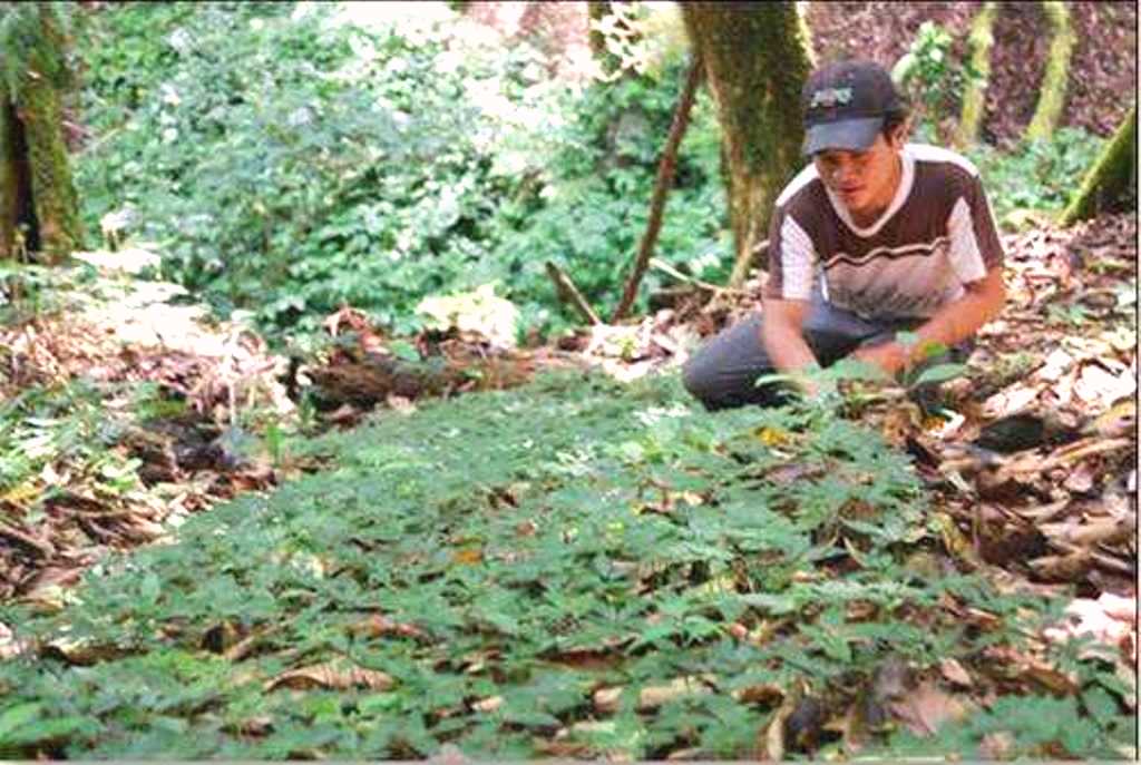 Quảng Nam: Kiến nghị Chính phủ đưa sâm Ngọc Linh vào chương trình giống quốc gia - Hình 1