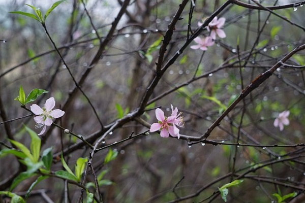 Thời tiết ngày mùng 1 Tết (5/2): Bắc Bộ có mưa nhỏ, Nam Bộ trời hửng nắng