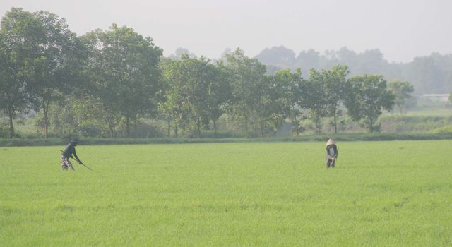 Quảng Trị: Vui xong 3 ngày Tết, nông dân hăng hái xuống đồng sản xuất