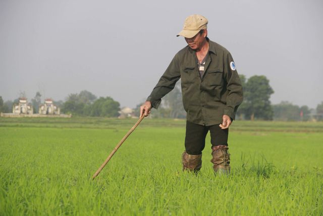 Quảng Trị: Vui xong 3 ngày Tết, nông dân hăng hái xuống đồng sản xuất - Hình 2