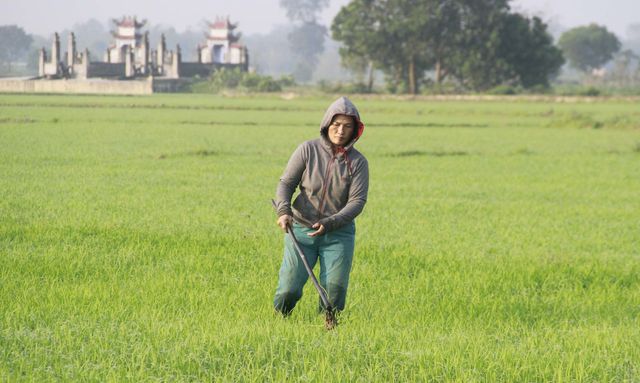 Quảng Trị: Vui xong 3 ngày Tết, nông dân hăng hái xuống đồng sản xuất - Hình 3