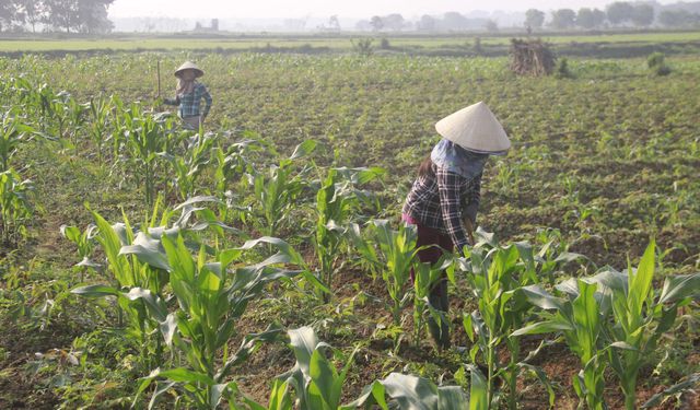 Quảng Trị: Vui xong 3 ngày Tết, nông dân hăng hái xuống đồng sản xuất - Hình 4