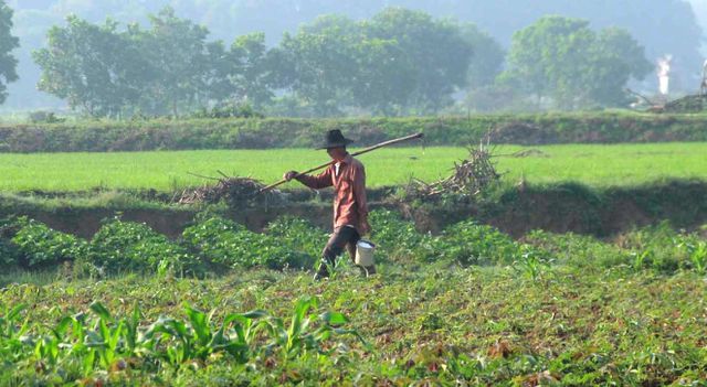 Quảng Trị: Vui xong 3 ngày Tết, nông dân hăng hái xuống đồng sản xuất - Hình 6