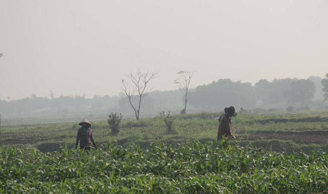 Quảng Trị: Vui xong 3 ngày Tết, nông dân hăng hái xuống đồng sản xuất - Hình 7