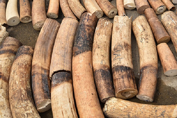 Uganda truy lùng 18 người Việt buôn lậu ngà voi - Hình 1