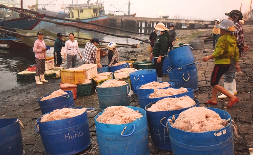 Đà Nẵng: Ngư dân được mùa cá chim - Hình 3