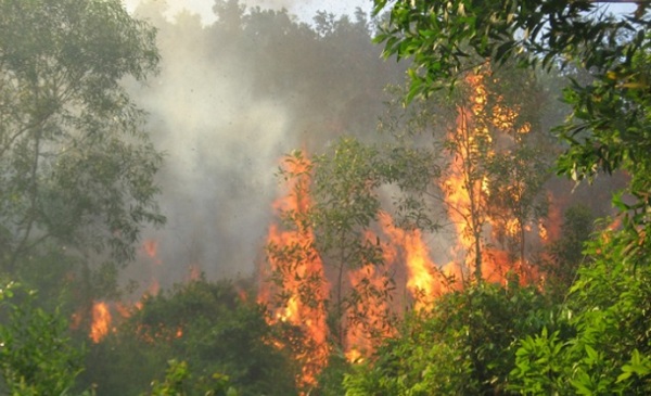 Lào Cai: Bất ngờ cháy lớn tại Vườn quốc gia Hoàng Liên - Hình 1