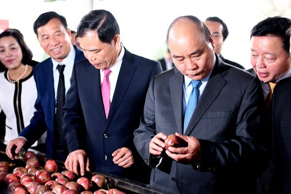 Thủ tướng chứng kiến lô hàng rau quả đầu tiên đi Nhật Bản năm 2019 - Hình 2