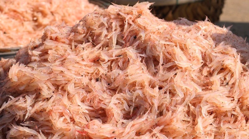 Ngư dân Đà Nẵng bội thu mùa ruốc đầu năm - Hình 2