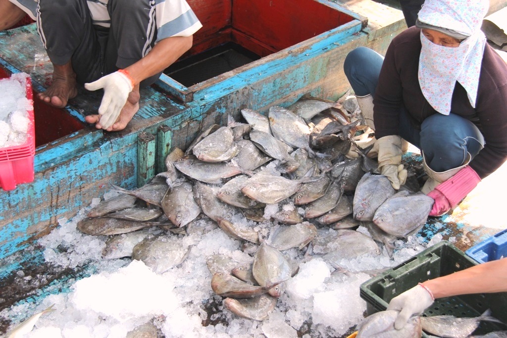 Ngư dân Đà Nẵng bội thu mùa ruốc đầu năm - Hình 3