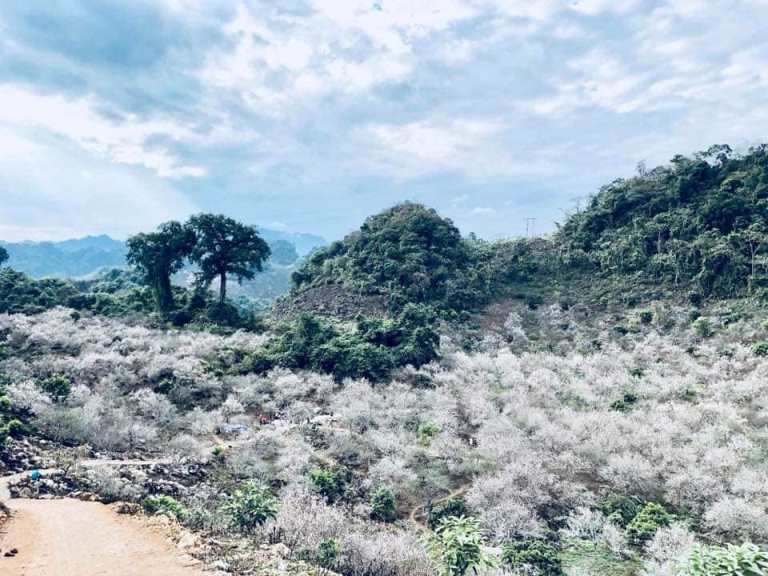 Mộc Châu - mùa hoa Xuân