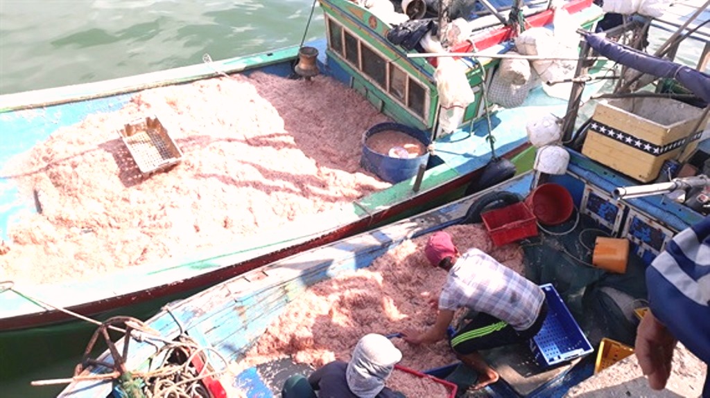 Quảng Ngãi-Bình Định: Ngư dân bội thu lộc biển đầu năm - Hình 4