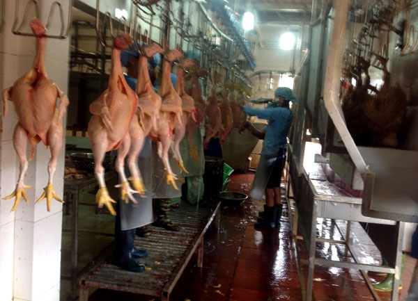 Hà Nội: Ngăn chặn hành vi buôn bán, vận chuyển, giết mổ gia súc, gia cầm nhiễm dịch bệnh