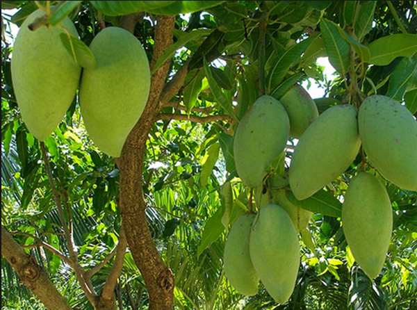 Trái xoài chính thức có 'visa' vào Hoa Kỳ