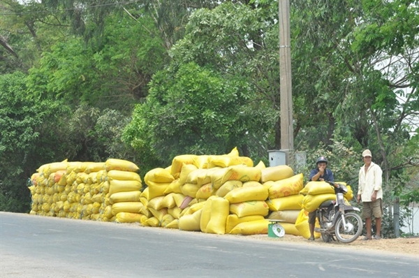 VFA yêu cầu doanh nghiệp đẩy nhanh thu mua lúa cho người dân - Hình 1