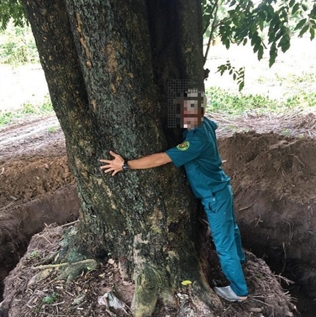 Cây giáng hương 'khủng' không cánh mà bay, nhiều cán bộ liên quan bị xử lý