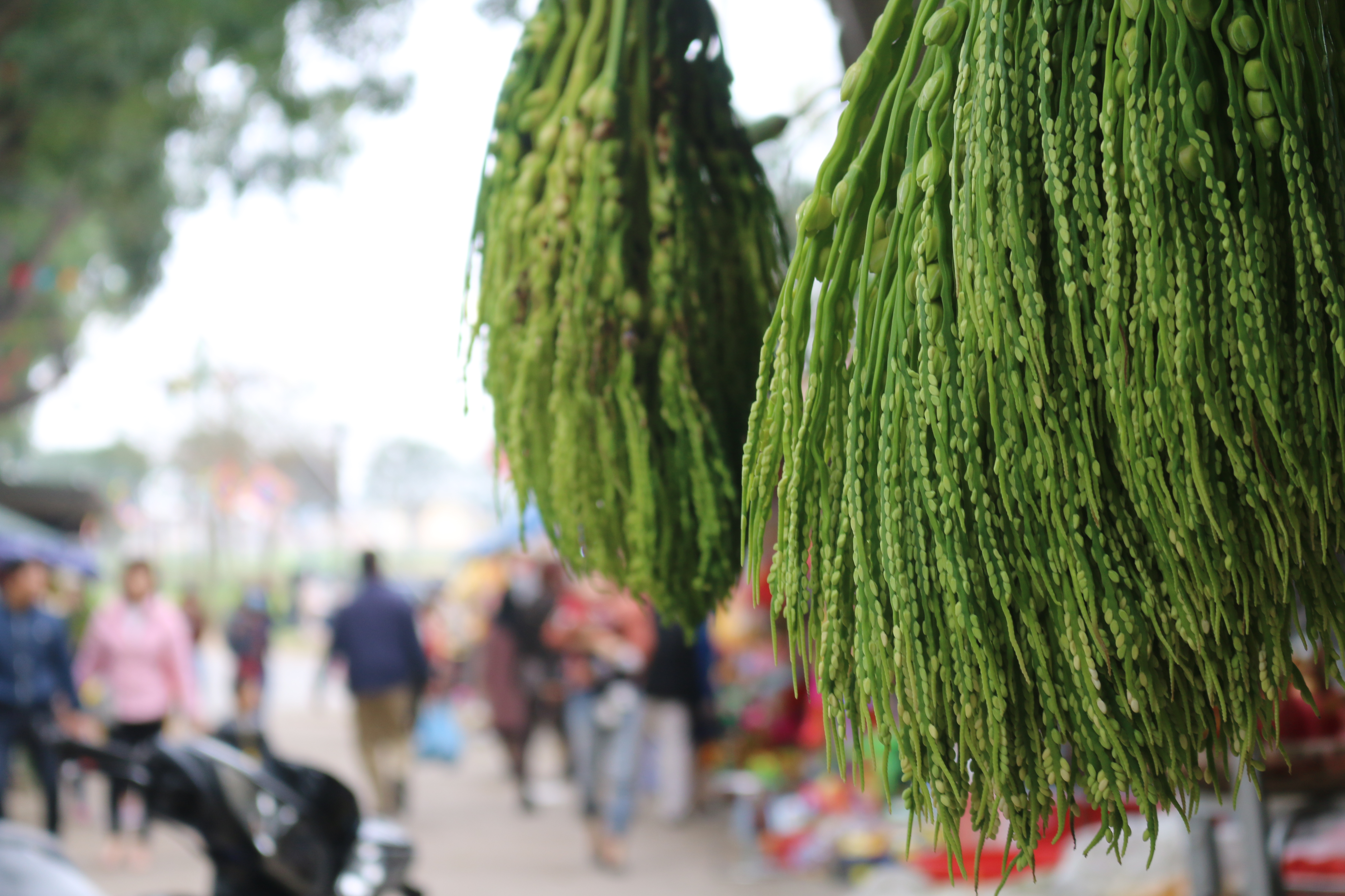 Du xuân đền Trung (Sơn Tây) – linh thiêng đứng vững một vùng trời