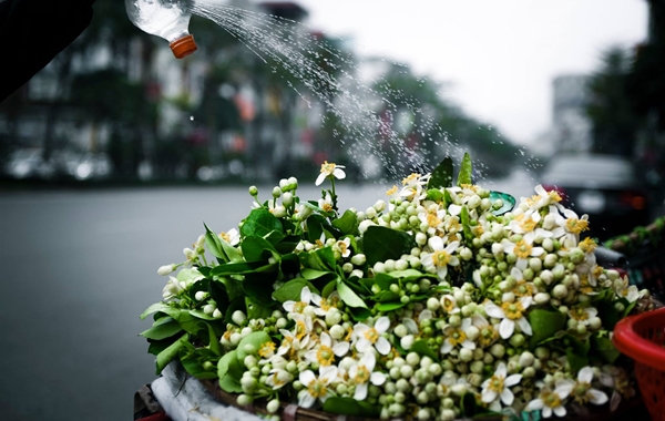 ‘Cháy' hoa bưởi dịp Rằm tháng Giêng – dân buôn thu tiền triệu mỗi ngày