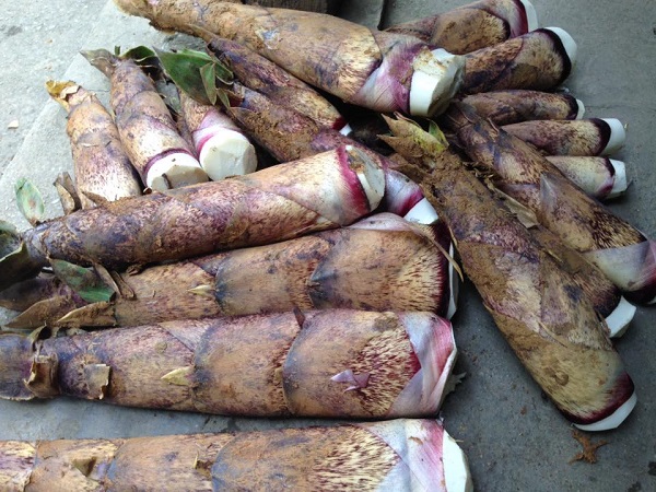 Mưa xuân – người dân lên núi đào măng đắng