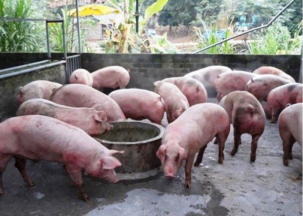 Vĩnh Phúc: Quyết liệt phòng ngừa dịch tả lợn châu Phi - Hình 1