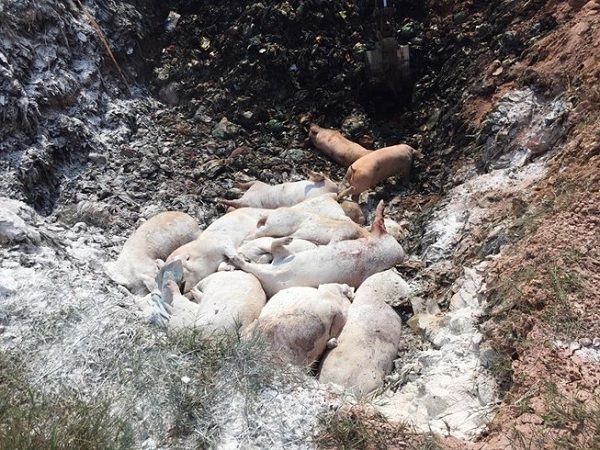 Thái Bình: Tiêu hủy 273 con lợn mắc dịch tả lợn Châu Phi