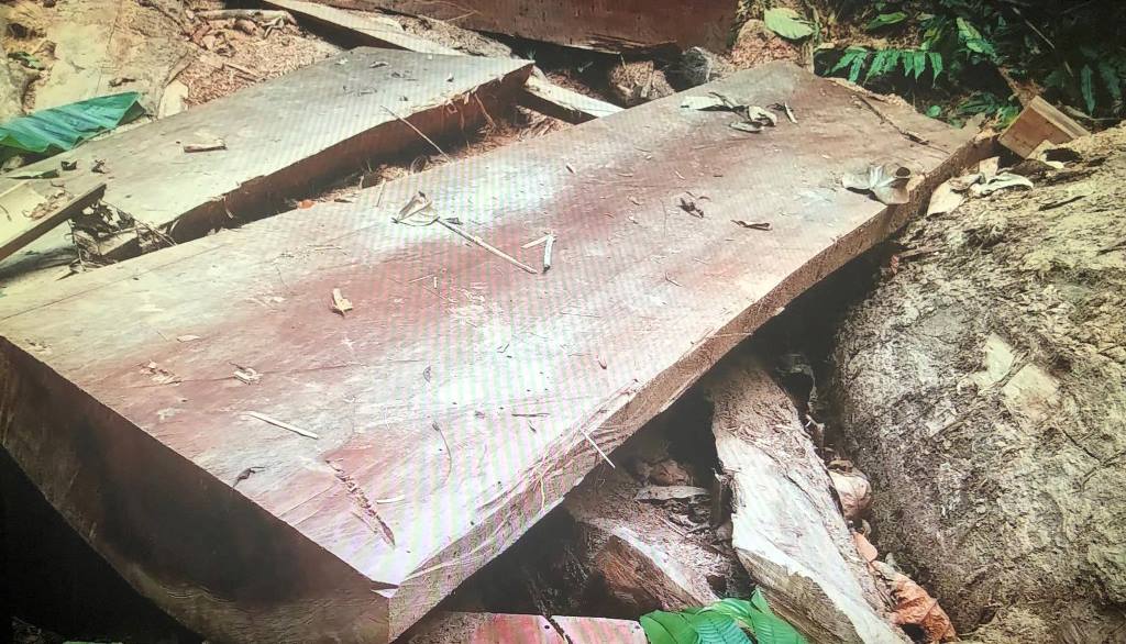 Kon Tum: Cục Kiểm lâm chỉ đạo khẩn trương làm rõ vụ phá rừng cổ thụ - Hình 2