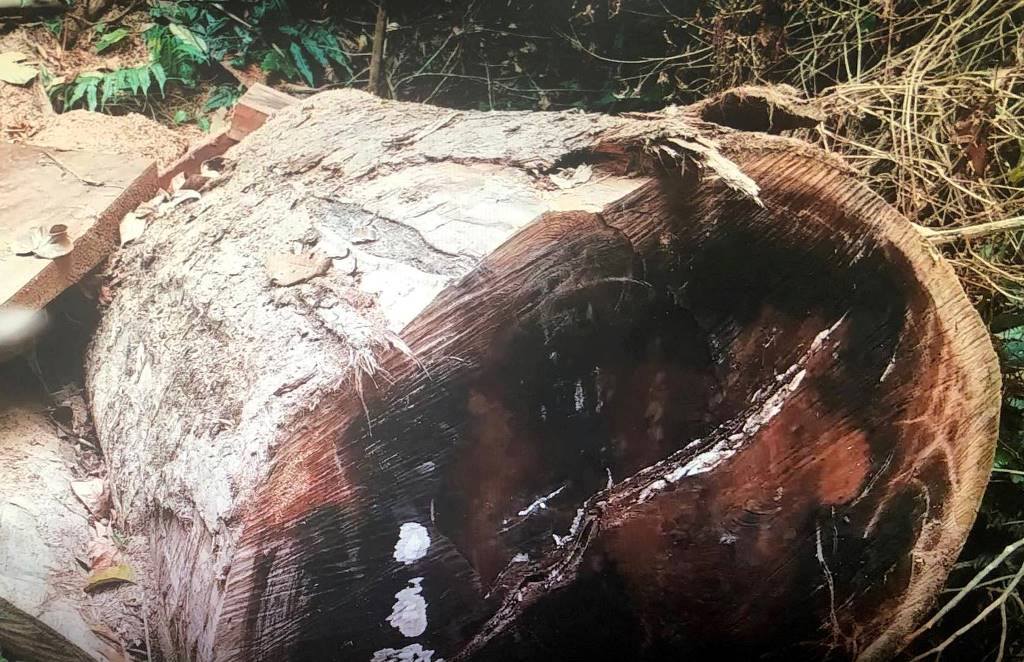 Kon Tum: Cục Kiểm lâm chỉ đạo khẩn trương làm rõ vụ phá rừng cổ thụ - Hình 3
