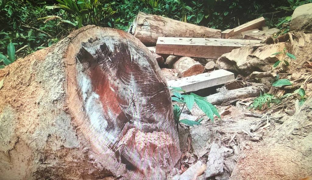 Kon Tum: Cục Kiểm lâm chỉ đạo khẩn trương làm rõ vụ phá rừng cổ thụ - Hình 4