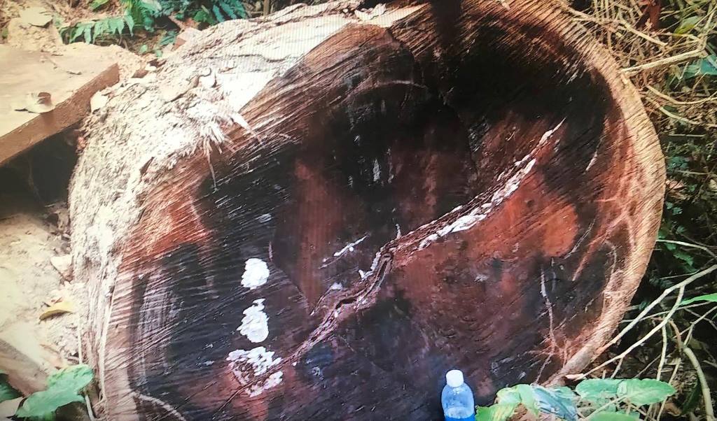 Kon Tum: Cục Kiểm lâm chỉ đạo khẩn trương làm rõ vụ phá rừng cổ thụ - Hình 7