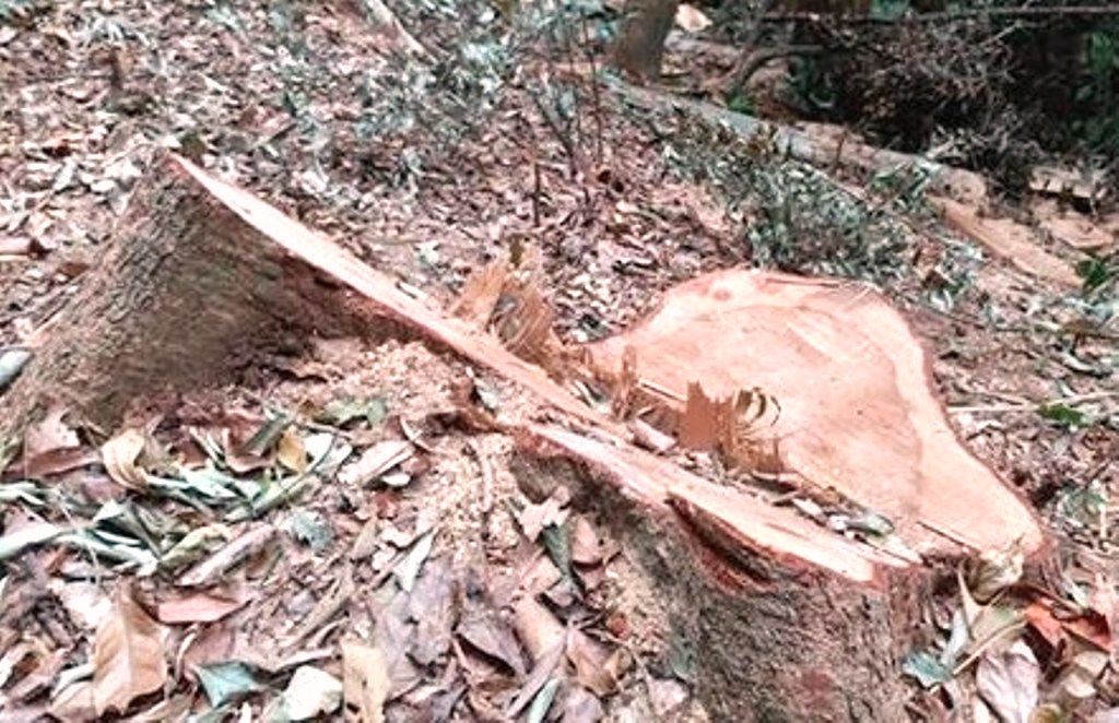 Kon Tum: Cục Kiểm lâm chỉ đạo khẩn trương làm rõ vụ phá rừng cổ thụ - Hình 5