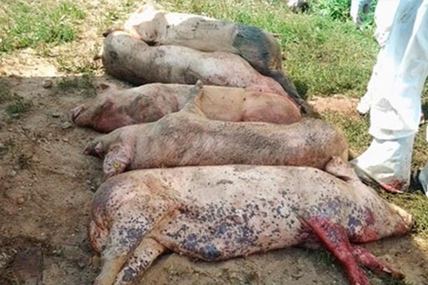 Bắc Giang: Tăng cường phòng, chống bệnh Dịch tả lợn Châu Phi - Hình 1