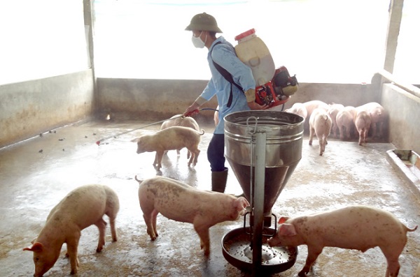 Phó Thủ tướng Chính phủ yêu cầu siết các biện pháp để hạn chế Dịch tả lợn châu Phi lây lan - Hình 1
