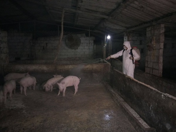 Hải Dương: Tiêu hủy số lượng lớn lợn bị mắc dịch tả lợn Châu Phi