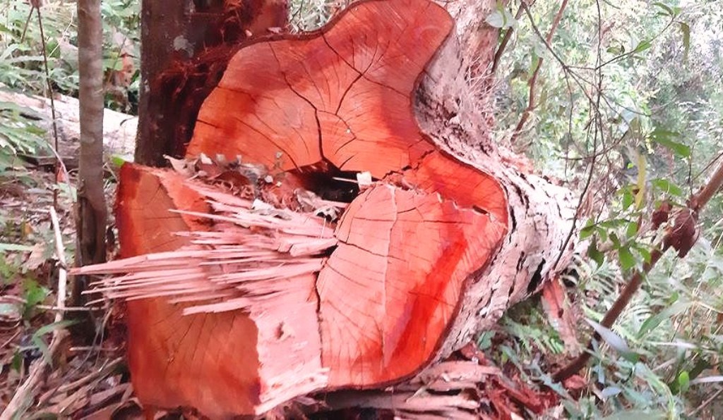 Kon Tum: Nhiều cây gỗ ‘khủng” bị đốn hạ nằm ngổn ngang ở huyện Tu Mơ Rông - Hình 1