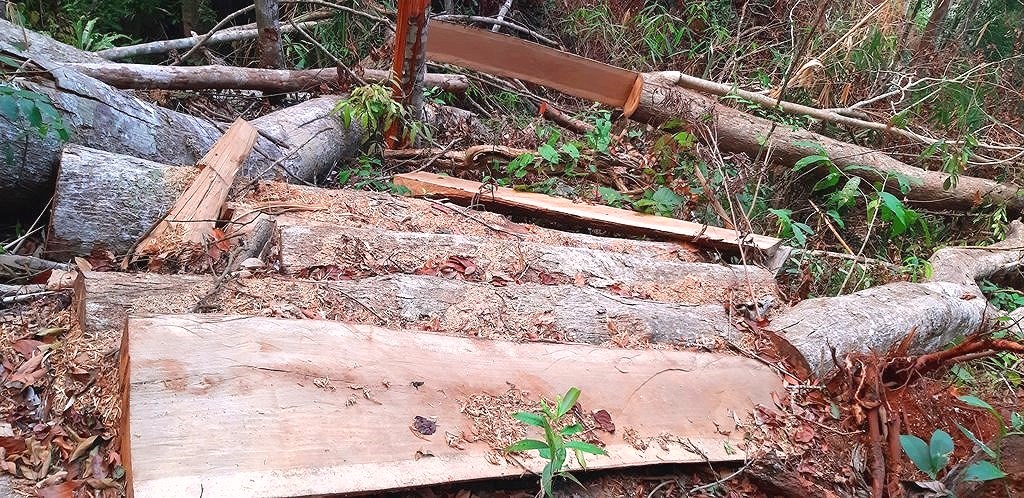 Kon Tum: Nhiều cây gỗ ‘khủng” bị đốn hạ nằm ngổn ngang ở huyện Tu Mơ Rông - Hình 2