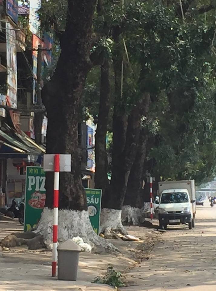 Thái Nguyên: Cảnh báo nguy cơ cây xanh gẫy, đổ trong mùa mưa bão - Hình 4