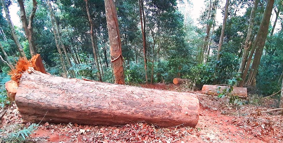Kon Tum: Nhiều cây gỗ ‘khủng” bị đốn hạ nằm ngổn ngang ở huyện Tu Mơ Rông - Hình 3