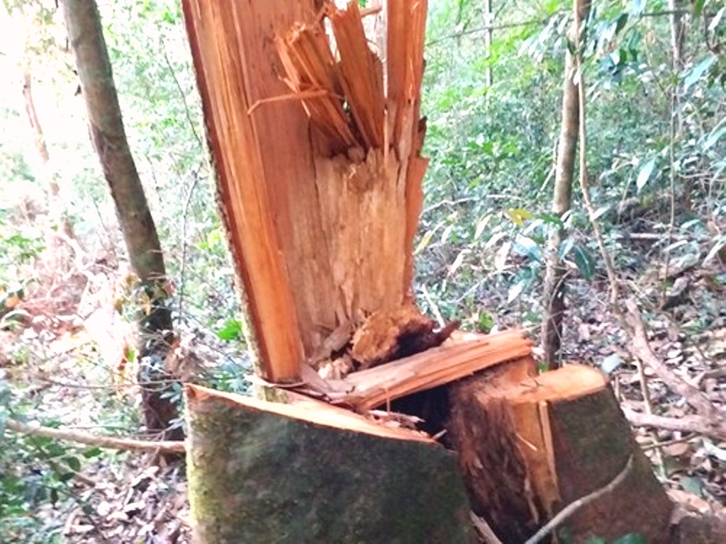 Kon Tum: Nhiều cây gỗ ‘khủng” bị đốn hạ nằm ngổn ngang ở huyện Tu Mơ Rông - Hình 4