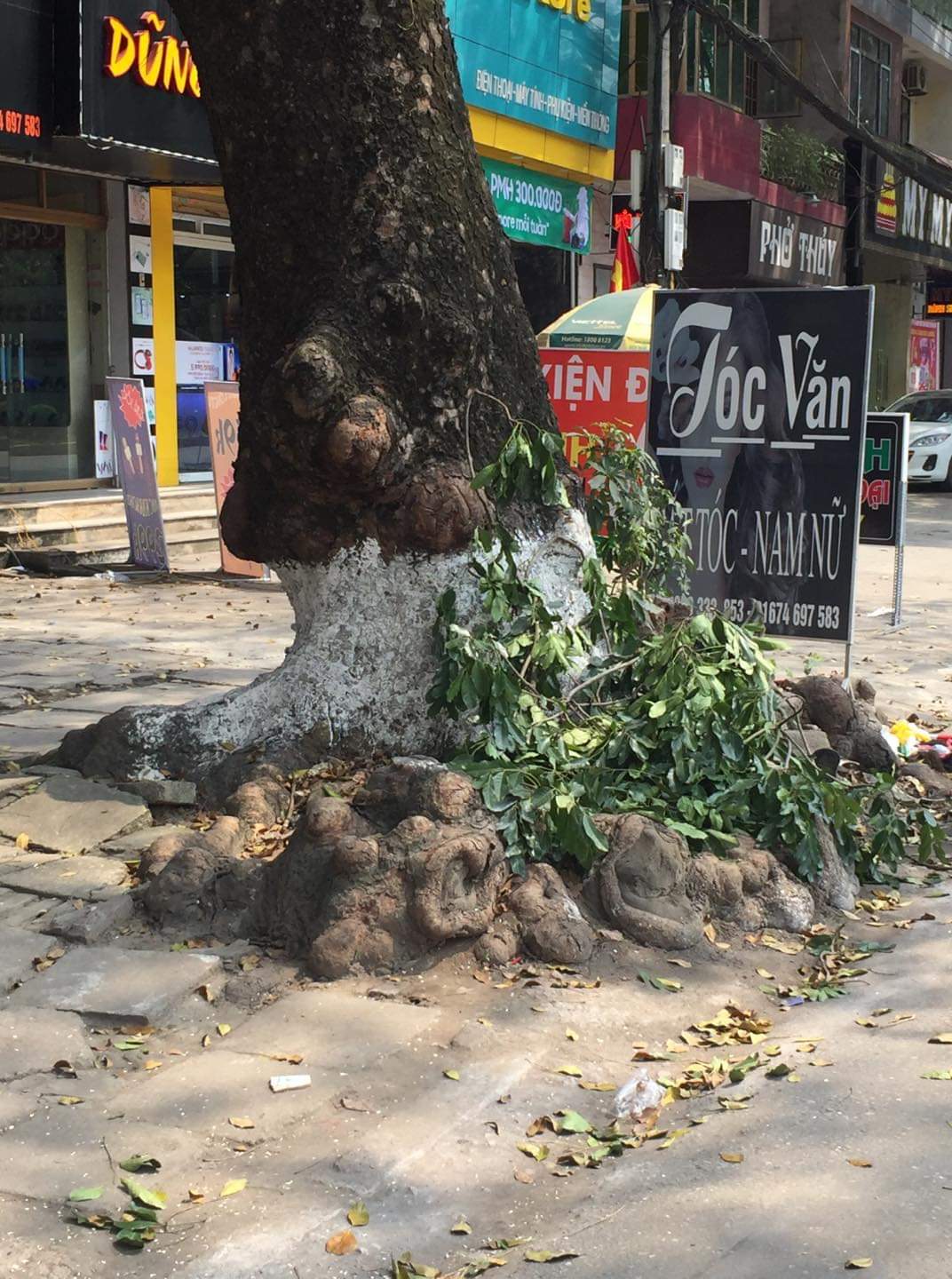 Thái Nguyên: Cảnh báo nguy cơ cây xanh gẫy, đổ trong mùa mưa bão - Hình 3
