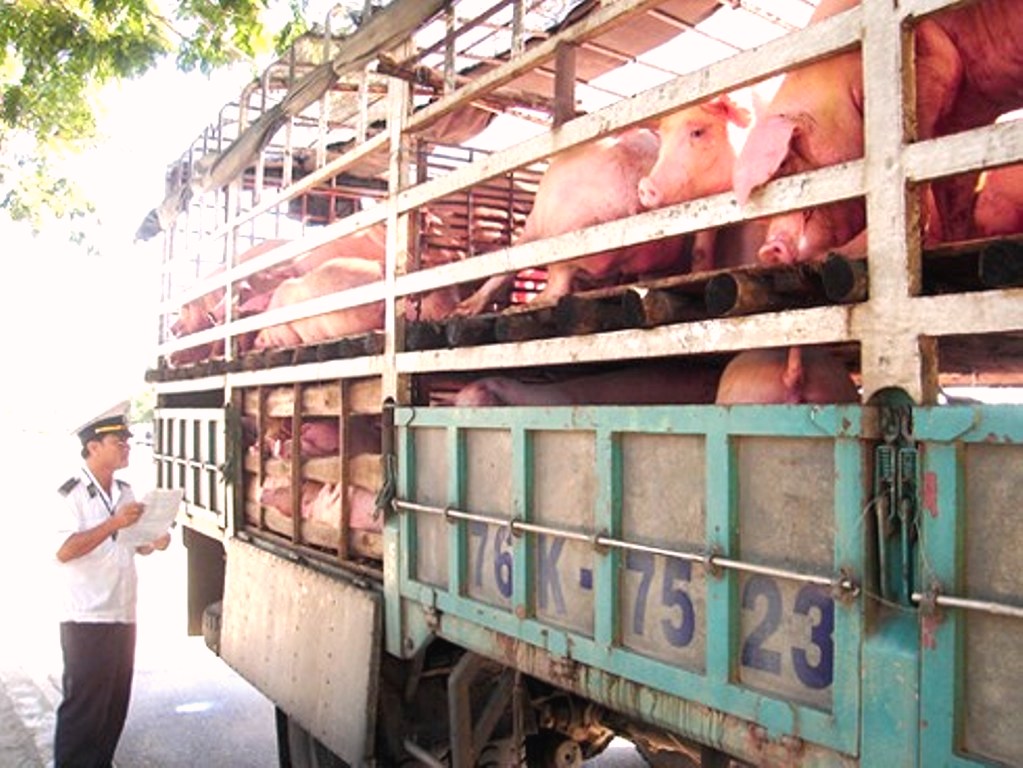 Đà Nẵng: Chủ động các biện pháp phòng bệnh dịch tả lợn Châu Phi - Hình 1