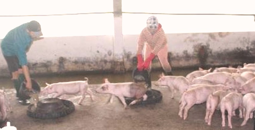 Đà Nẵng: Chủ động các biện pháp phòng bệnh dịch tả lợn Châu Phi - Hình 2